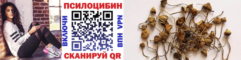 Псилоцибиновые грибы Cubensis  Зерноград 